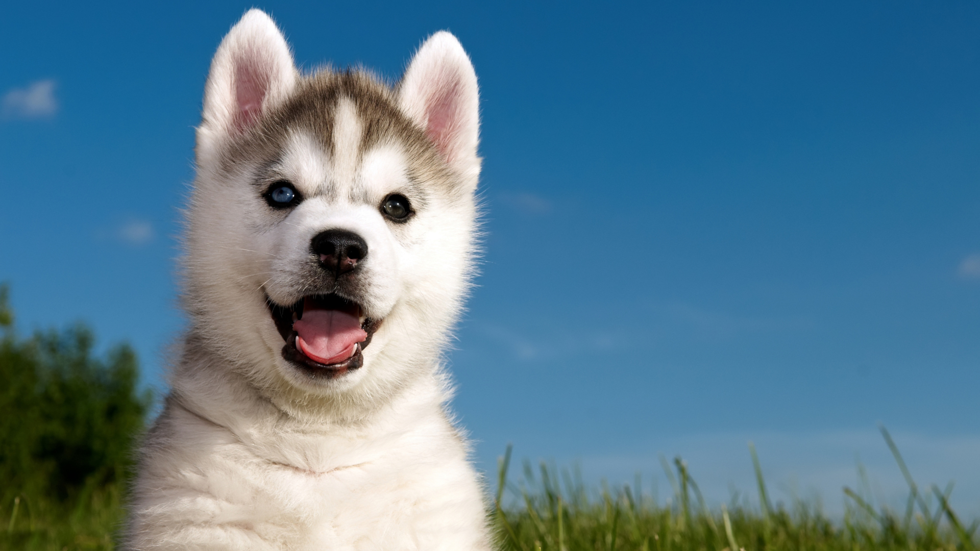 Husky Puppy wallpaper 1920x1080