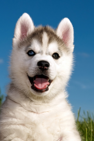 Fondo de pantalla Husky Puppy 320x480