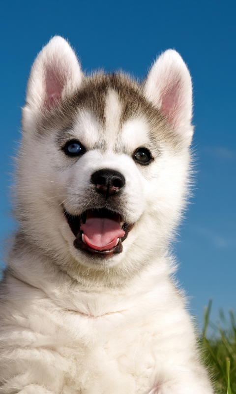 Screenshot №1 pro téma Husky Puppy 480x800