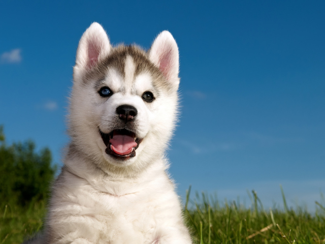 Sfondi Husky Puppy 640x480