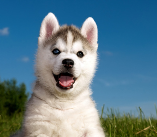 Husky Puppy sfondi gratuiti per iPad Air