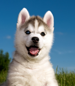 Husky Puppy - Obrázkek zdarma pro 360x640