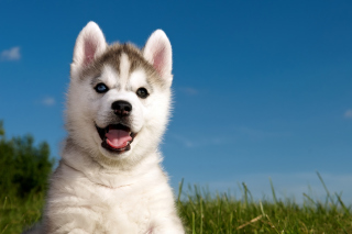 Free Husky Puppy Picture for Android, iPhone and iPad