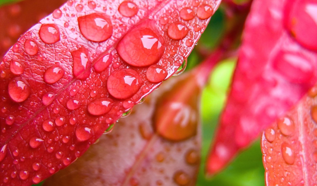 Water Drops On Leaves wallpaper 1024x600