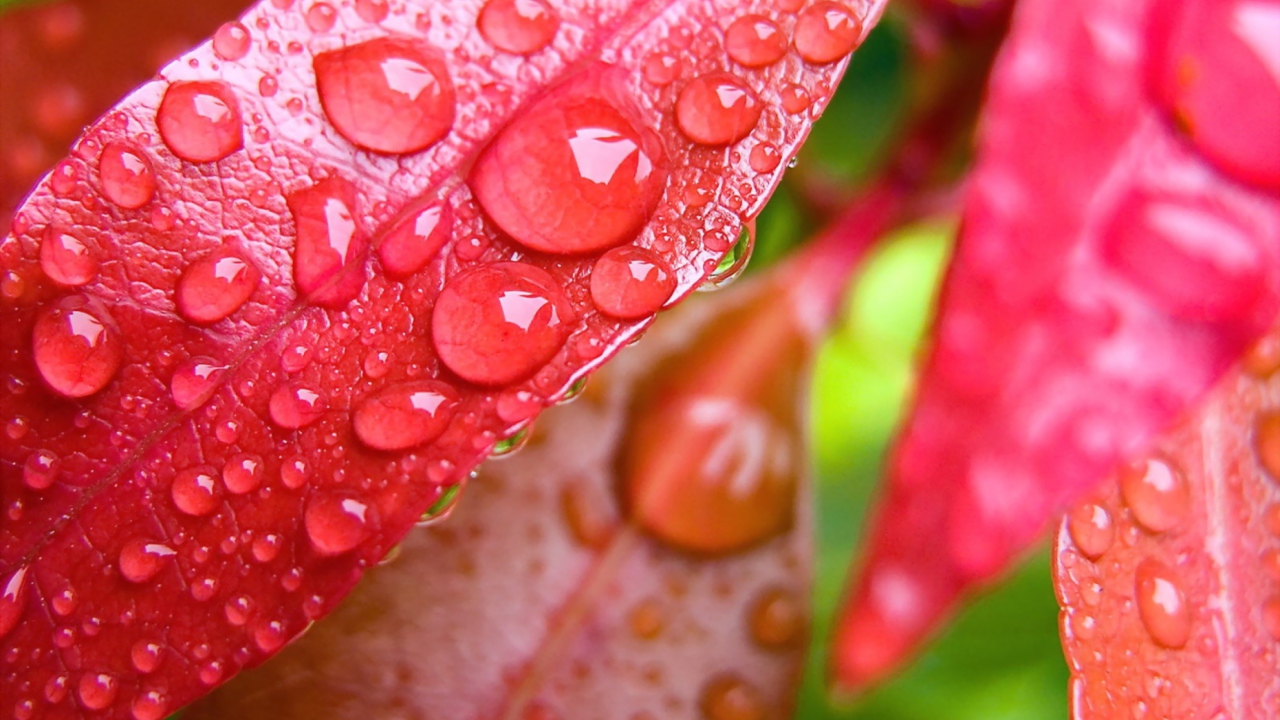 Das Water Drops On Leaves Wallpaper 1280x720