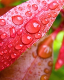 Water Drops On Leaves wallpaper 128x160
