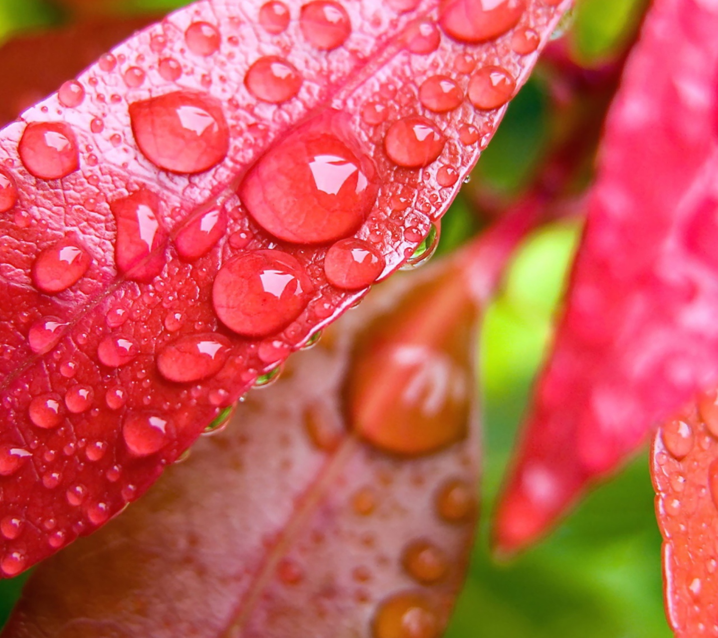 Water Drops On Leaves wallpaper 1440x1280