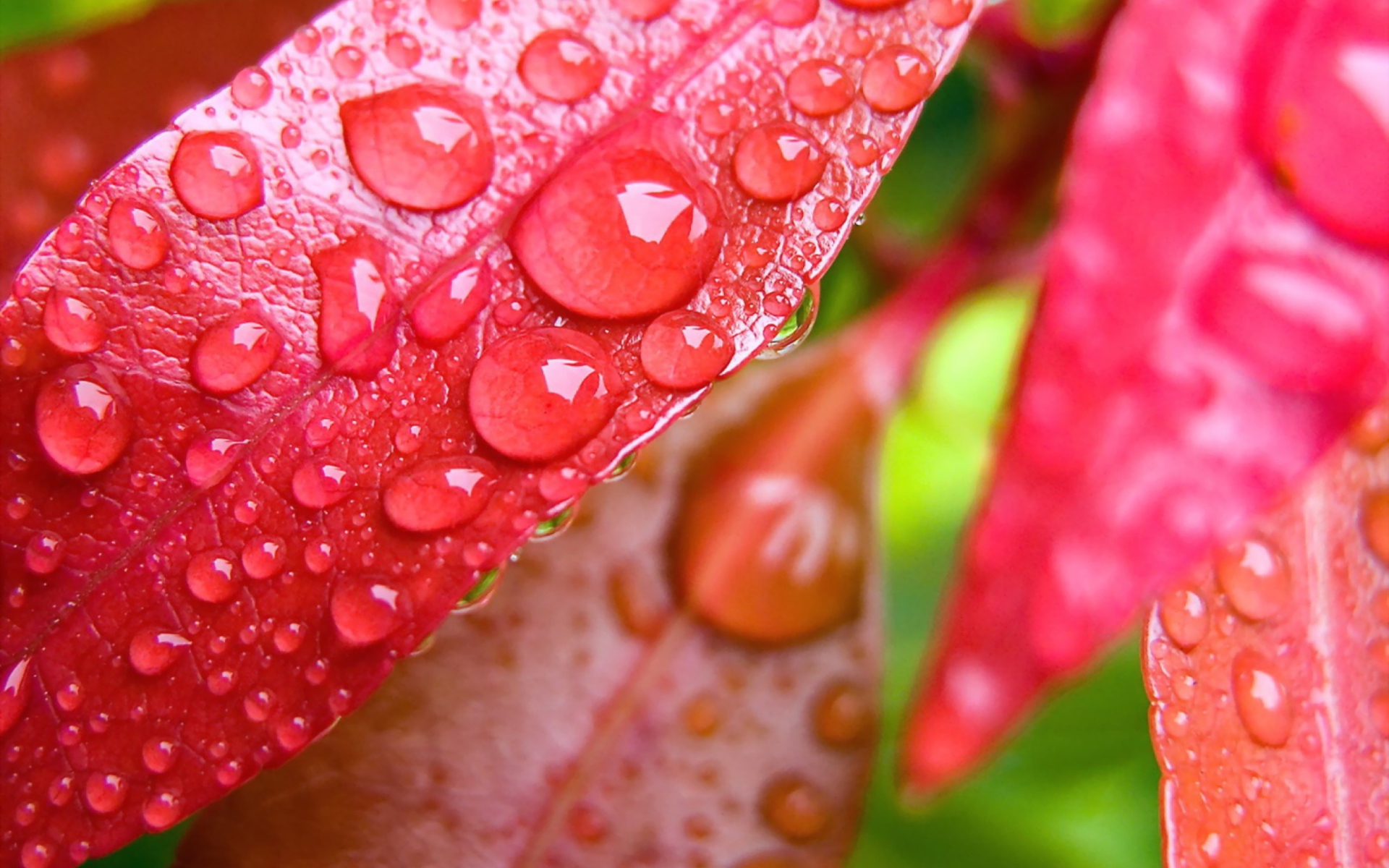 Water Drops On Leaves wallpaper 1920x1200