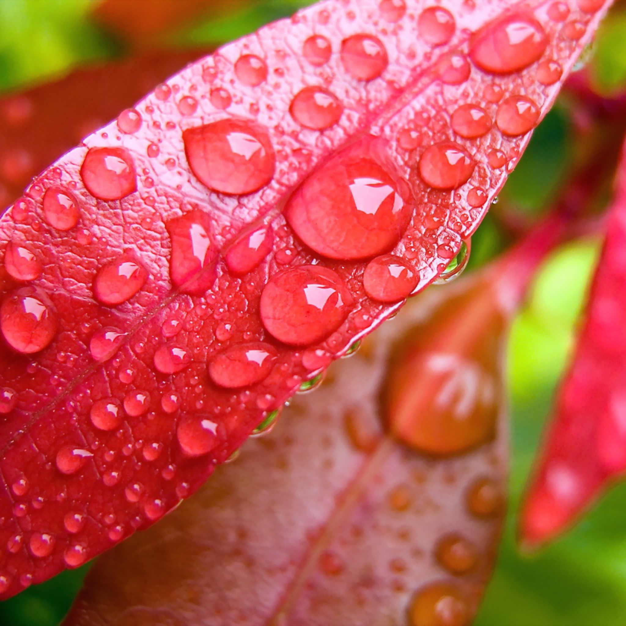 Screenshot №1 pro téma Water Drops On Leaves 2048x2048