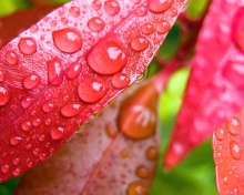 Das Water Drops On Leaves Wallpaper 220x176
