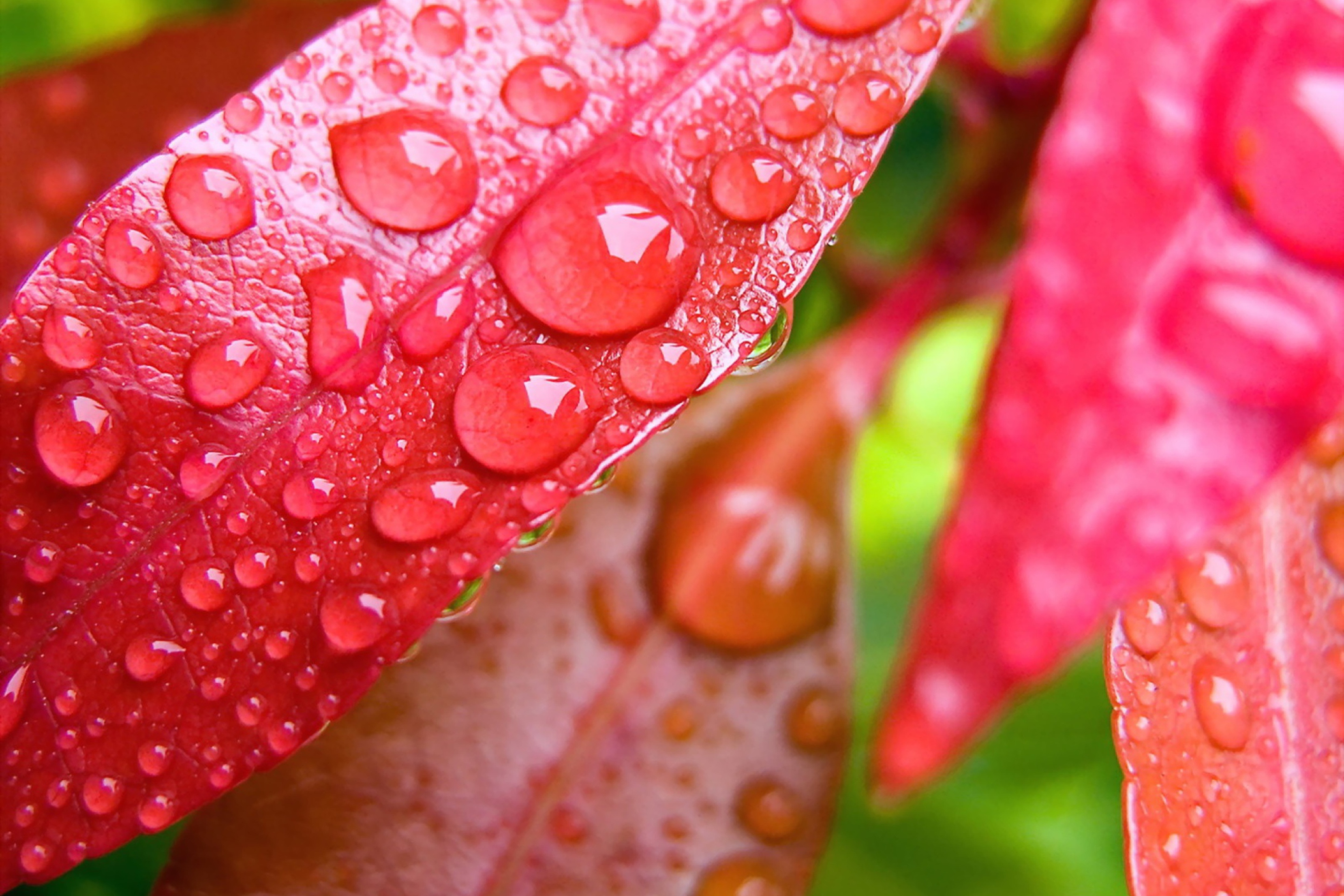 Das Water Drops On Leaves Wallpaper 2880x1920