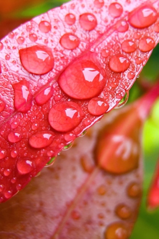 Das Water Drops On Leaves Wallpaper 320x480
