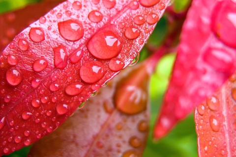 Fondo de pantalla Water Drops On Leaves 480x320