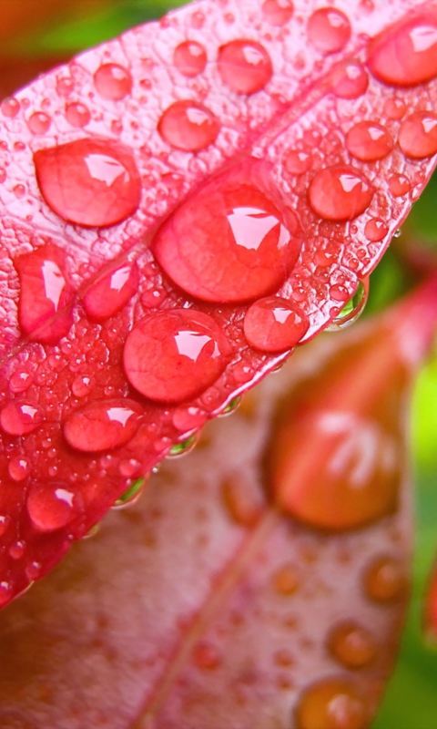 Water Drops On Leaves wallpaper 480x800