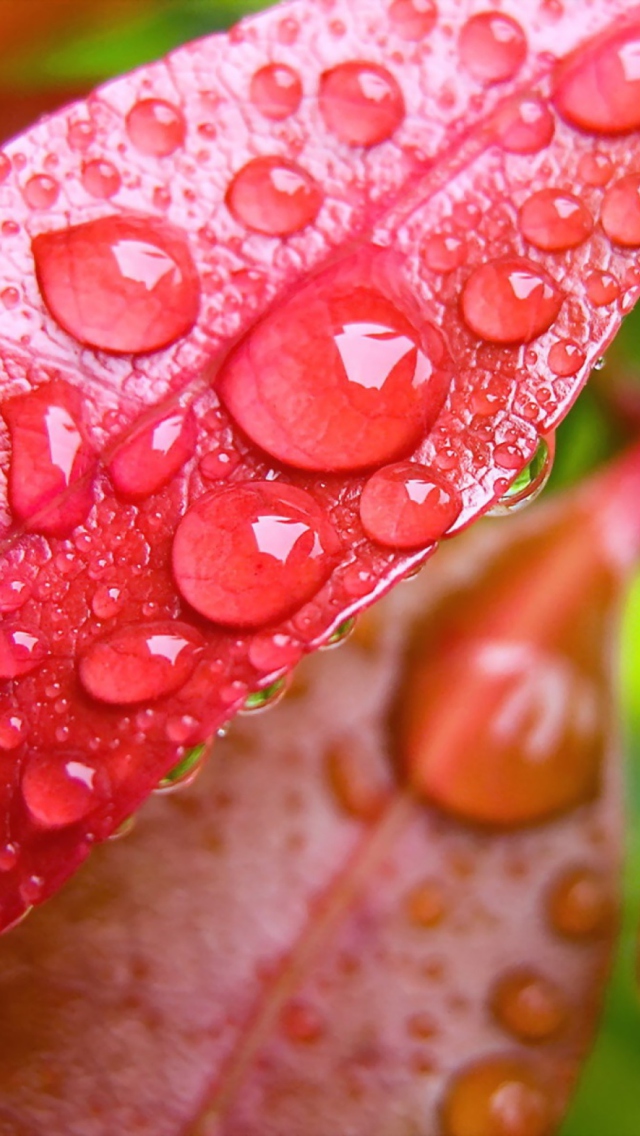 Water Drops On Leaves wallpaper 640x1136