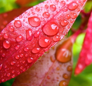 Water Drops On Leaves sfondi gratuiti per Samsung E1150