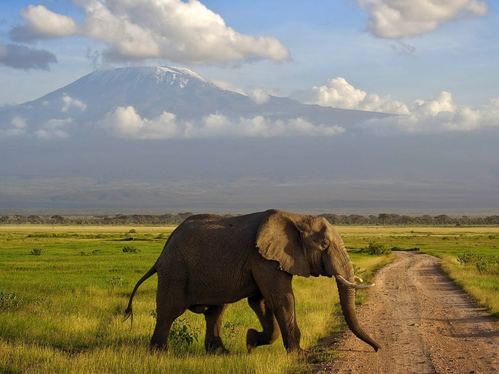 Sfondi Elephant Crossing The Road 1024x768