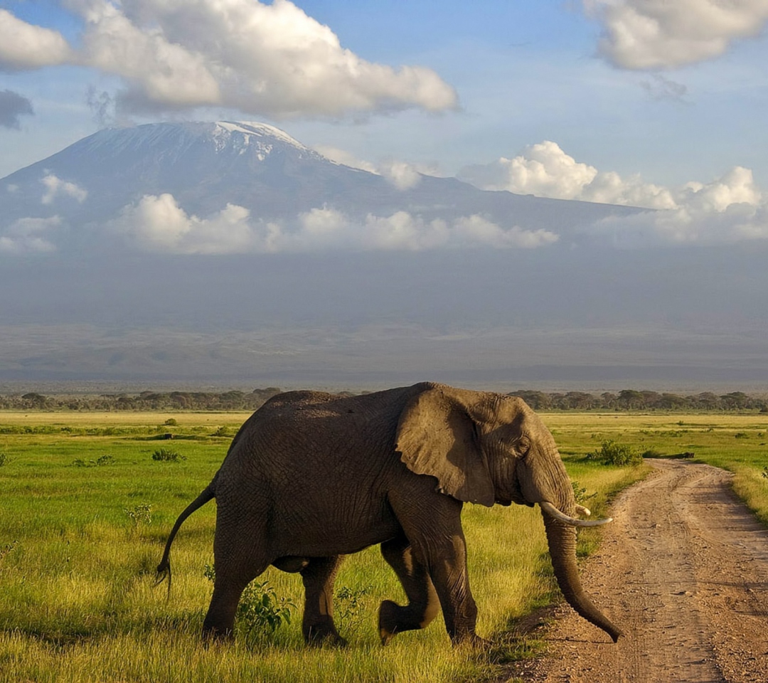 Sfondi Elephant Crossing The Road 1080x960