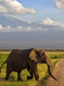 Sfondi Elephant Crossing The Road 132x176