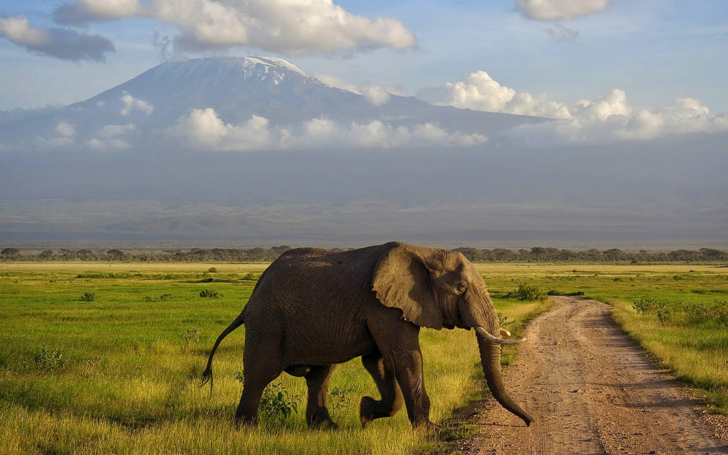 Elephant Crossing The Road wallpaper 1440x900