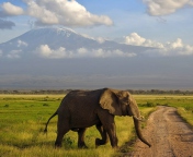 Sfondi Elephant Crossing The Road 176x144