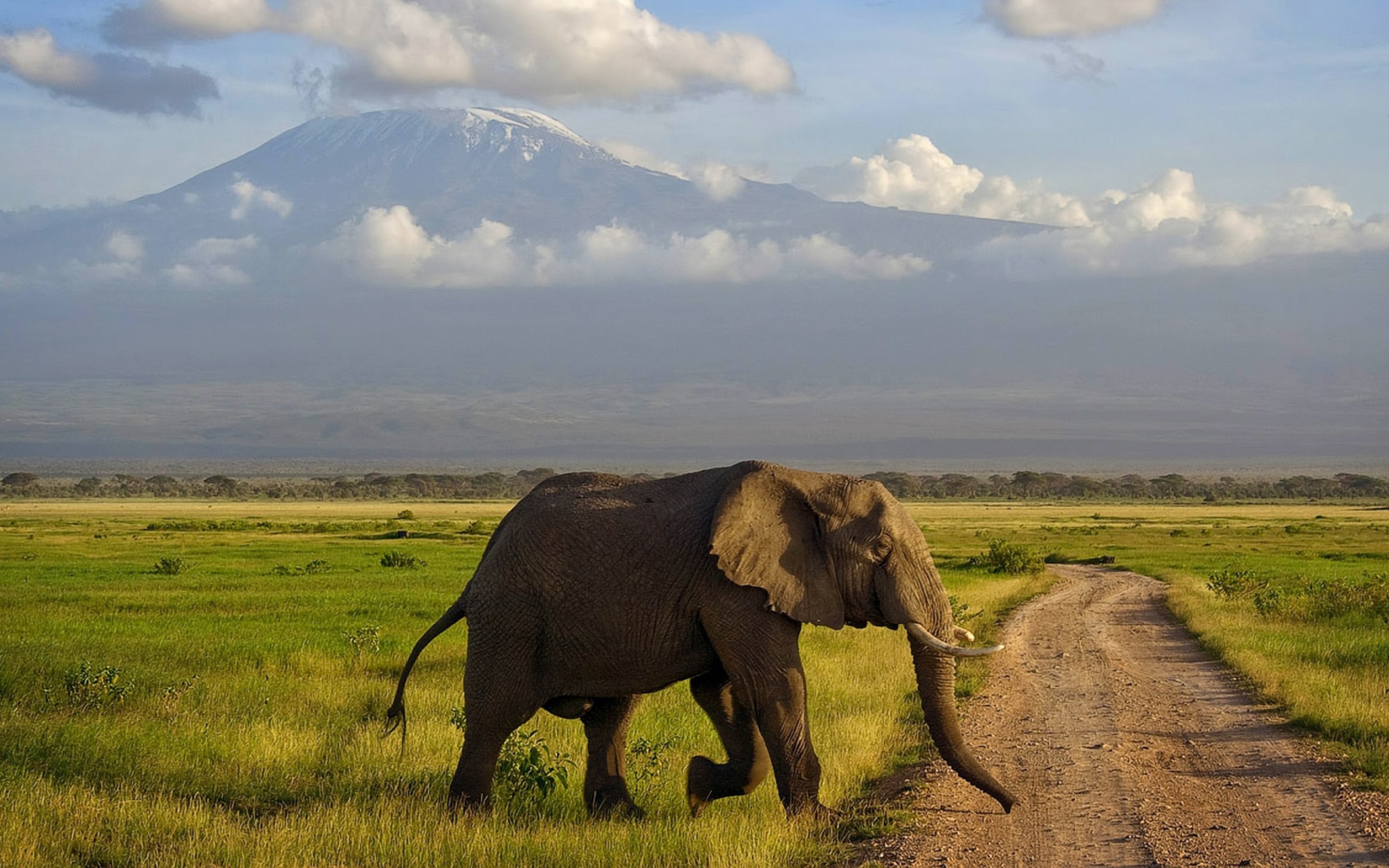 Das Elephant Crossing The Road Wallpaper 2560x1600