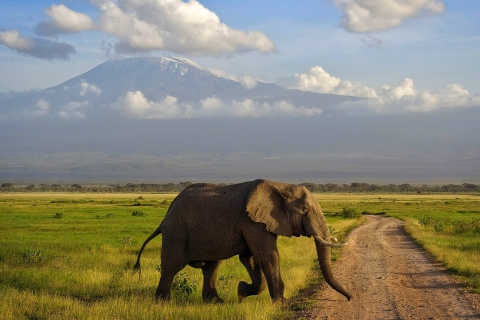 Sfondi Elephant Crossing The Road 480x320
