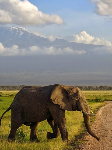 Das Elephant Crossing The Road Wallpaper 480x640