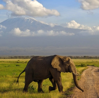 Elephant Crossing The Road papel de parede para celular para 128x128