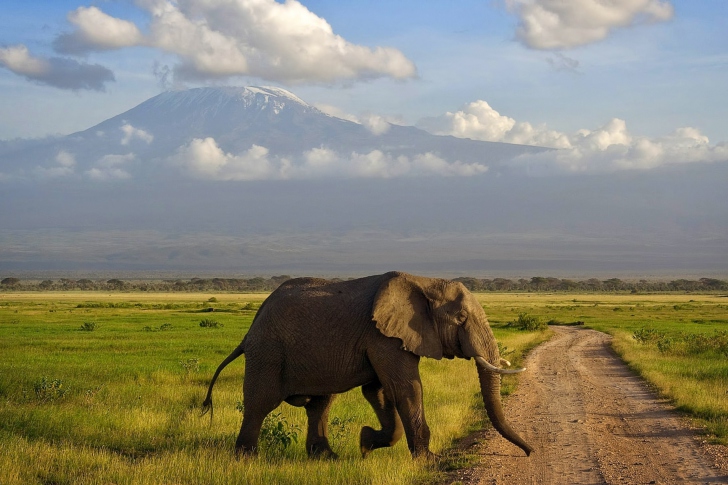 Sfondi Elephant Crossing The Road