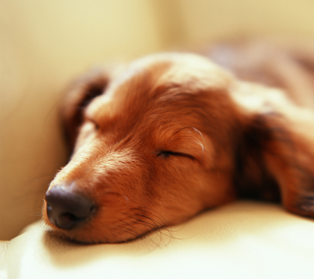 Sleeping Dog wallpaper 1080x960