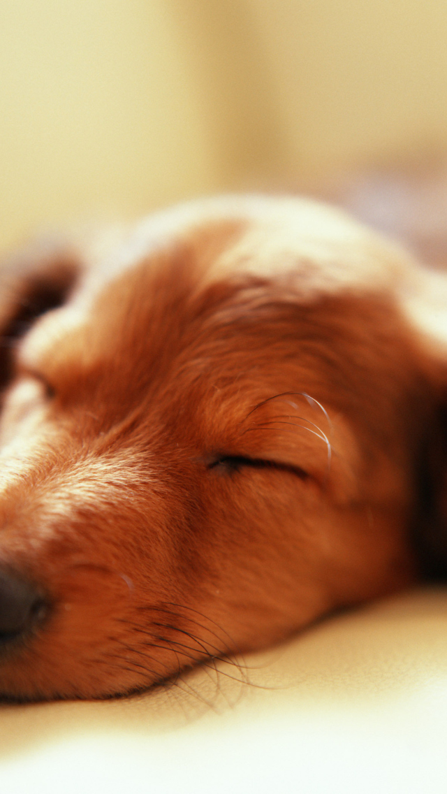 Sleeping Dog screenshot #1 640x1136