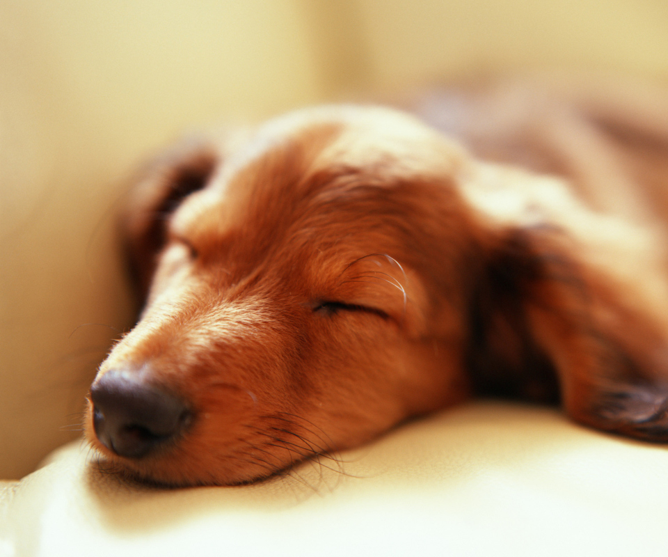 Das Sleeping Dog Wallpaper 960x800