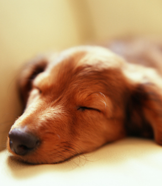 Free Sleeping Dog Picture for 768x1280