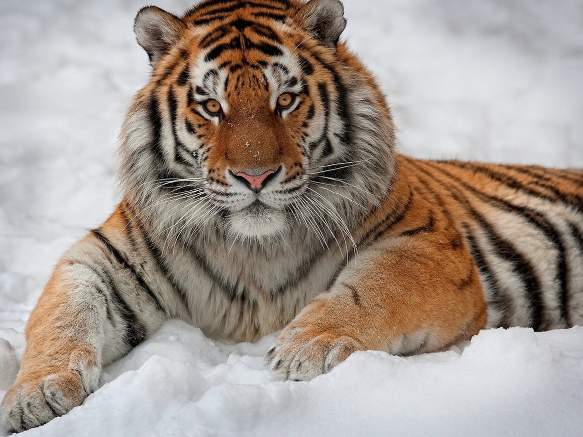Siberian Tiger wallpaper 1152x864