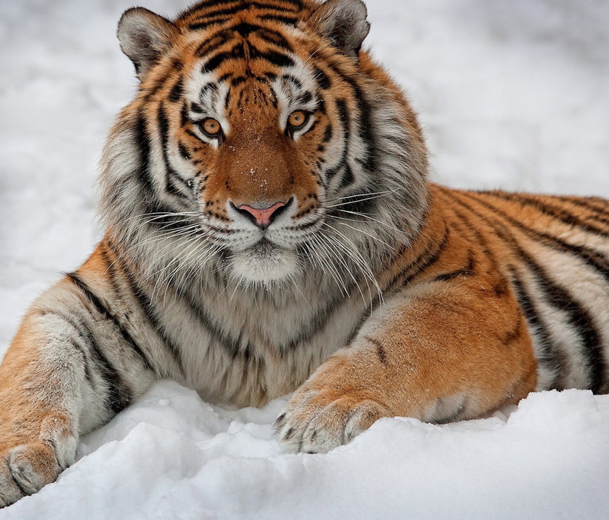 Das Siberian Tiger Wallpaper 1200x1024