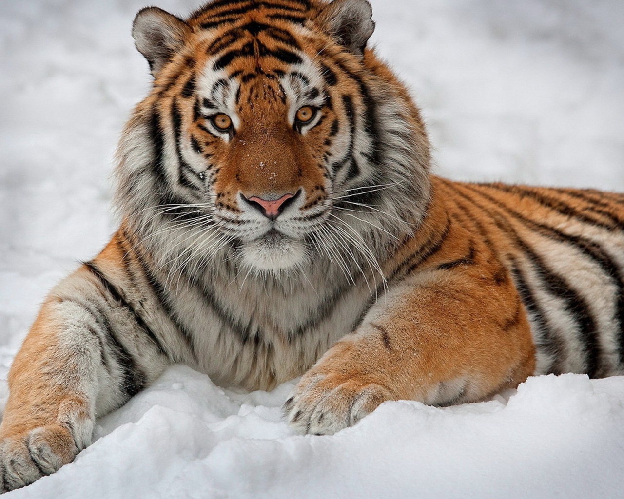 Das Siberian Tiger Wallpaper 1280x1024