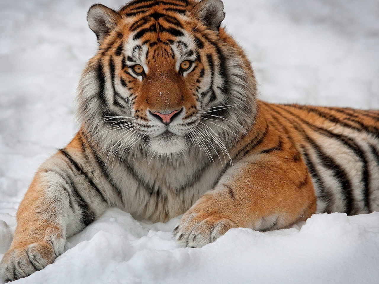Das Siberian Tiger Wallpaper 1280x960