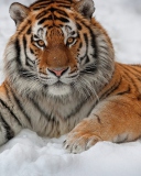 Das Siberian Tiger Wallpaper 128x160