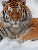Screenshot №1 pro téma Siberian Tiger 132x176