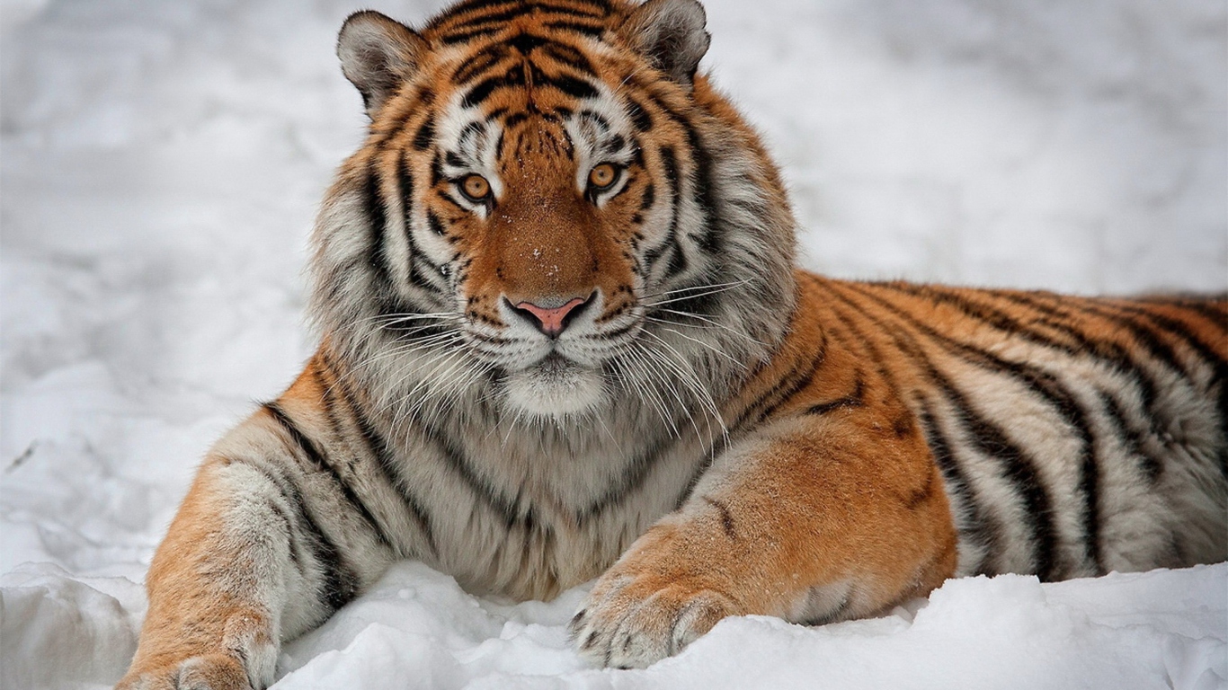 Siberian Tiger wallpaper 1366x768