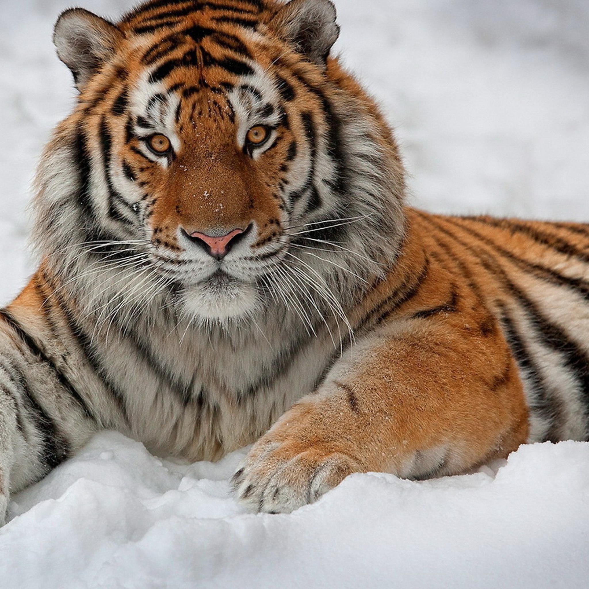 Sfondi Siberian Tiger 2048x2048