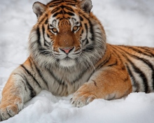 Das Siberian Tiger Wallpaper 220x176
