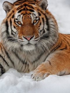 Sfondi Siberian Tiger 240x320