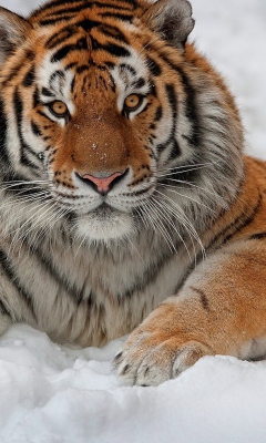 Sfondi Siberian Tiger 240x400