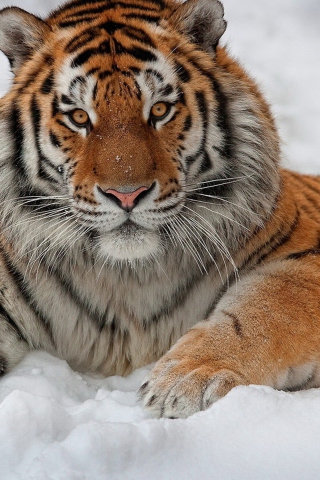 Siberian Tiger wallpaper 320x480