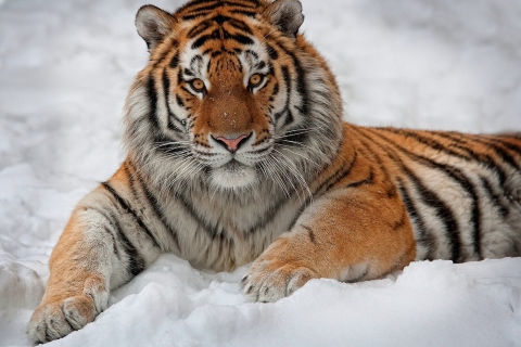 Siberian Tiger wallpaper 480x320