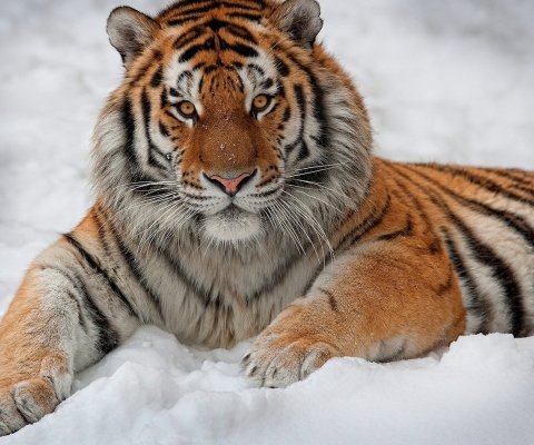 Siberian Tiger wallpaper 480x400