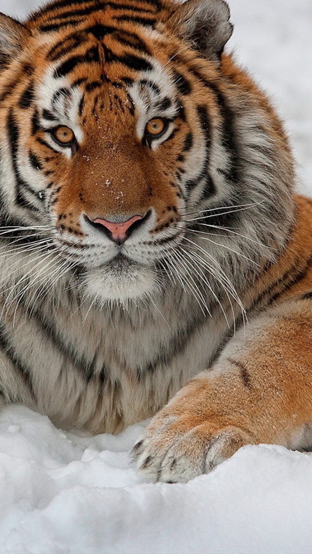 Siberian Tiger wallpaper 640x1136