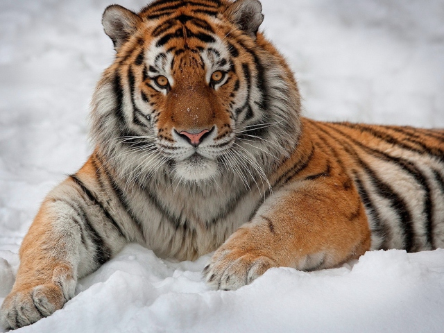 Siberian Tiger wallpaper 640x480